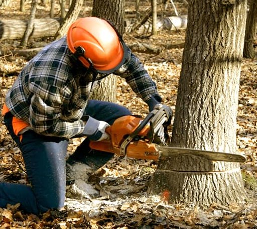 Tree Removal in Charleston, ME